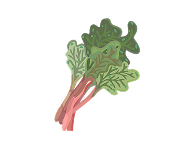 Chinese Rhubarb