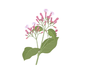Quinine